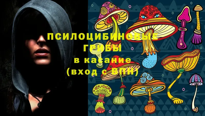 как найти   Владивосток  Псилоцибиновые грибы Magic Shrooms 